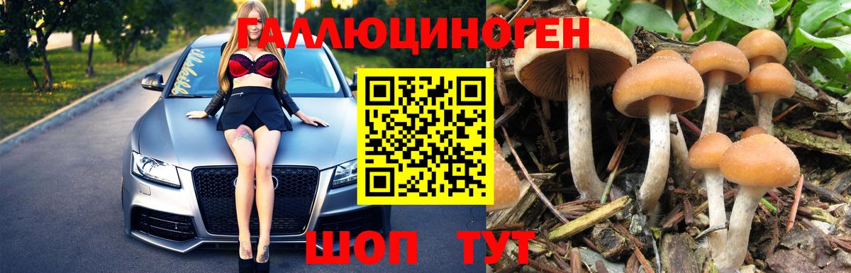 Псилоцибиновые грибы Psilocybine cubensis Киселёвск